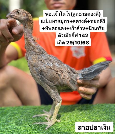 ไก่ชน รูปที่ 6
