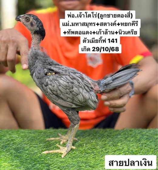 ไก่ชน รูปที่ 5