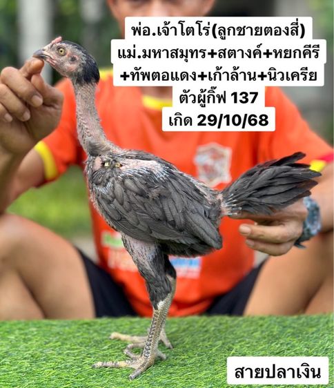 ไก่ชน รูปที่ 2