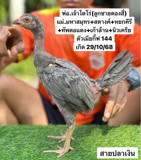 ไก่ชน รูปที่ 7