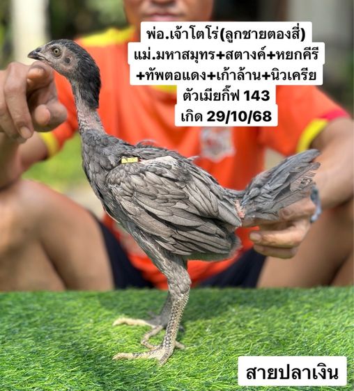 ไก่ชน รูปที่ 8