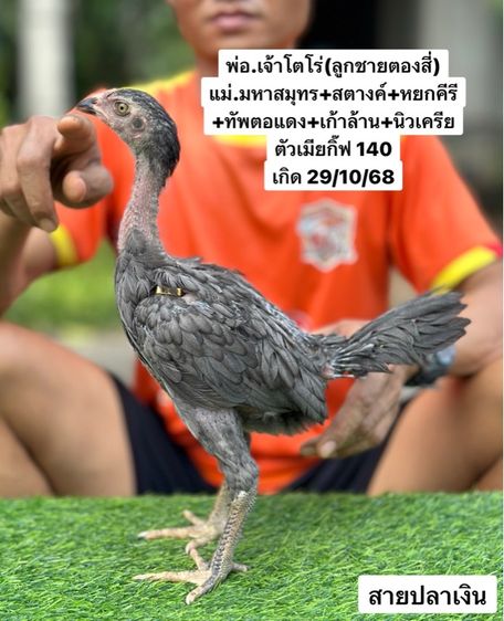 ไก่ชน รูปที่ 4