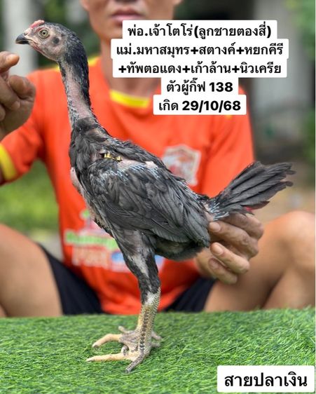 ไก่ชน