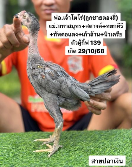 ไก่ชน รูปที่ 3