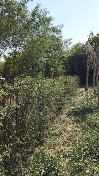 ขายที่ดินเปล่า ขนาด 1 ไร่ ต.เขาขลุง ราชบุรี ที่สวยหน้ากว้าง 40 เมตรเป็นถุงทอง รูปที่ 3