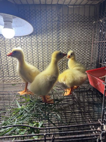 ลูกห่านหัวสิงโต รูปที่ 4