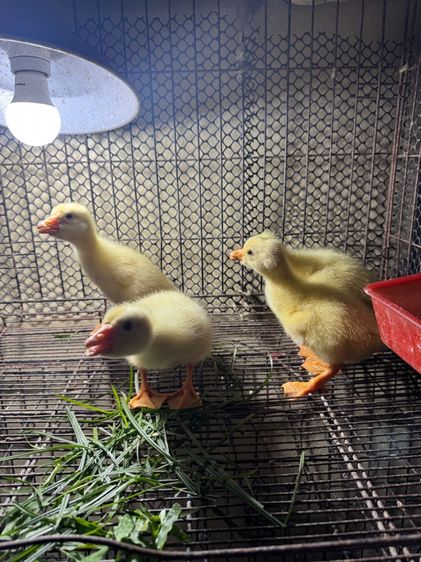 ลูกห่านหัวสิงโต รูปที่ 5