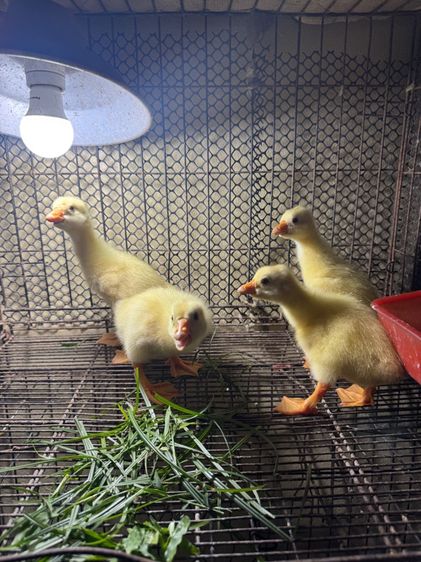 ลูกห่านหัวสิงโต รูปที่ 6