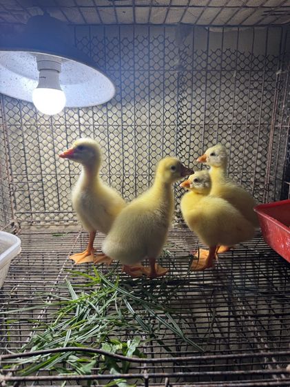 ลูกห่านหัวสิงโต