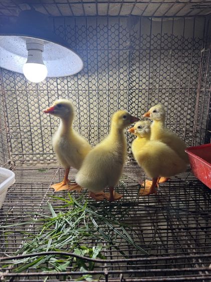 ลูกห่านหัวสิงโต รูปที่ 2