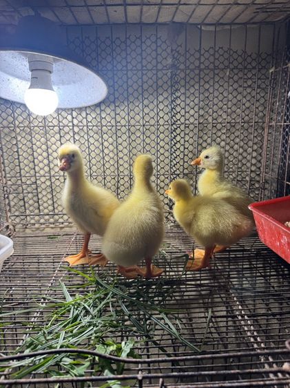 ลูกห่านหัวสิงโต รูปที่ 3