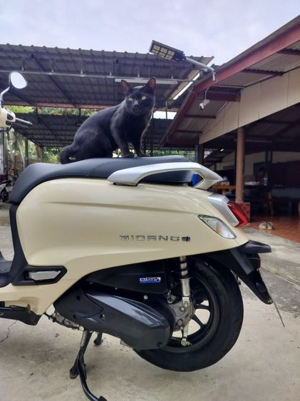 จีออโน่รุ่นปี25 สีเหลืองครีม จด ก.ค.68 ไมค์5พันกิโล รูปที่ 6