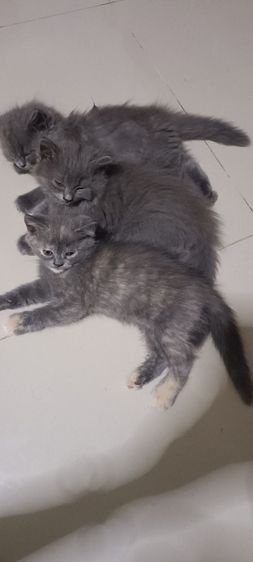 ราคาถูก รูปที่ 3