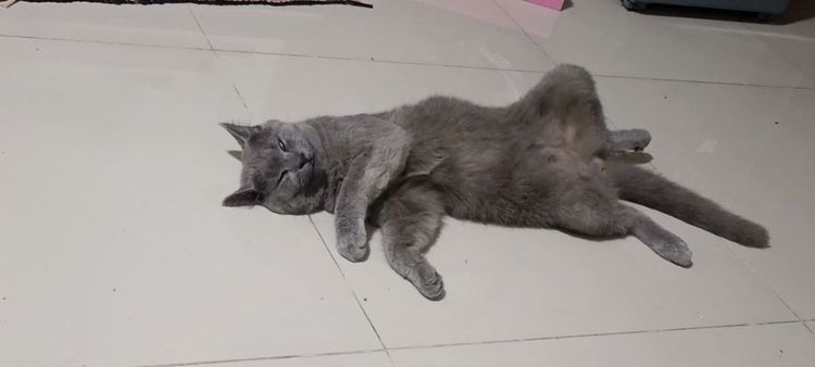 ราคาถูก รูปที่ 5