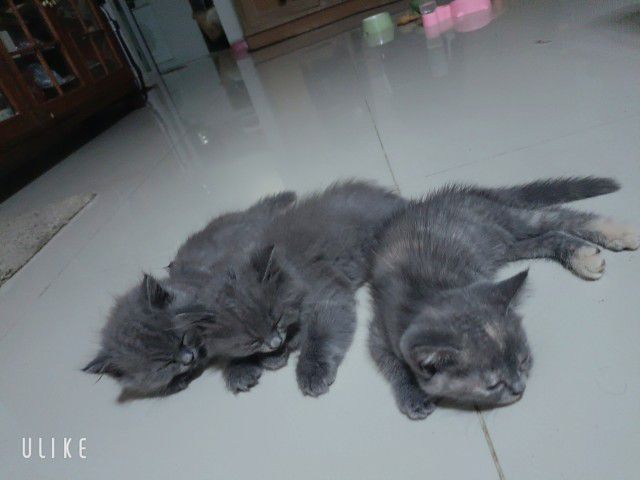 ราคาถูก รูปที่ 2