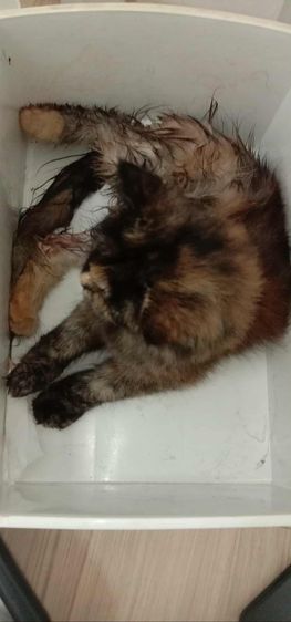 ราคาถูก รูปที่ 4