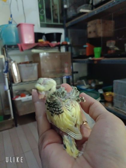 นกหงส์หยกซากุระ รูปที่ 2