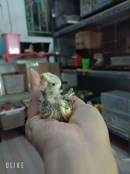 นกหงส์หยกซากุระ