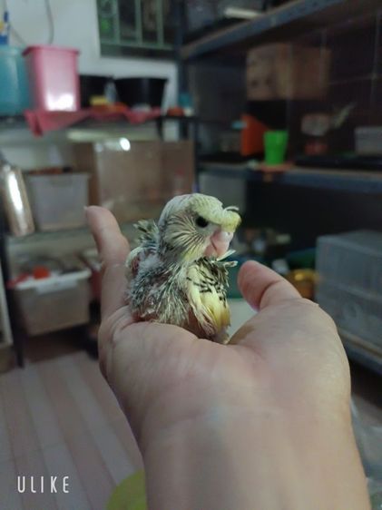 นกหงส์หยกซากุระ รูปที่ 6