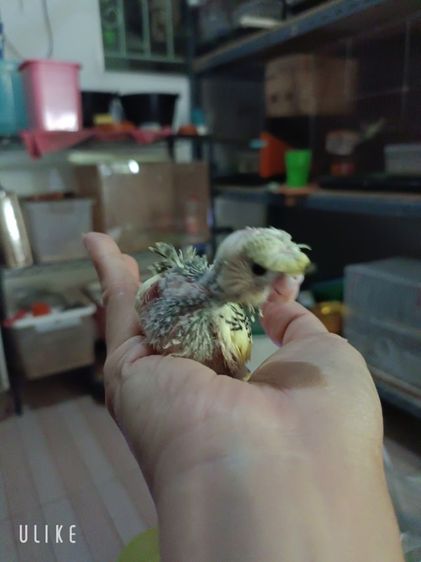 นกหงส์หยกซากุระ รูปที่ 5