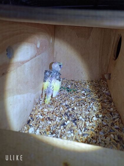 นกหงส์หยกซากุระ รูปที่ 7