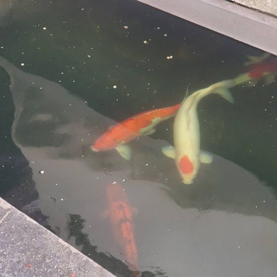 ปลาคราฟ ขนาด 50เซ็น มีหลายตัว รูปที่ 4