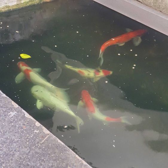 ปลาคราฟ ขนาด 50เซ็น มีหลายตัว รูปที่ 3