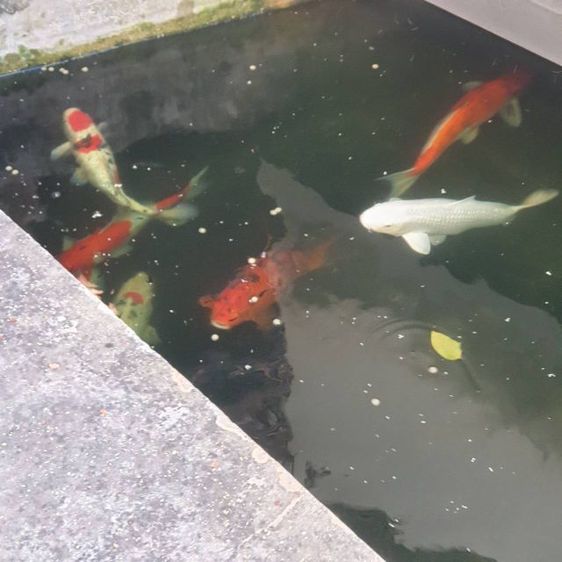 ปลาคราฟ ขนาด 50เซ็น มีหลายตัว รูปที่ 2