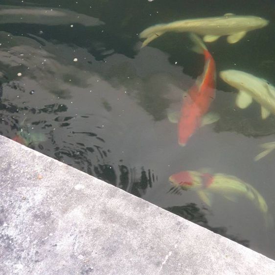 ปลาคราฟ ขนาด 50เซ็น มีหลายตัว