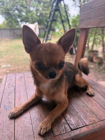 ชิวาวา  รูปที่ 3