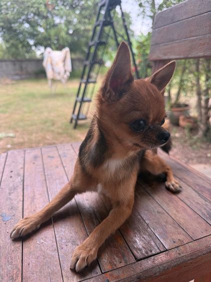 ชิวาวา  รูปที่ 2