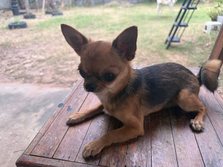 ชิวาวา  รูปที่ 4