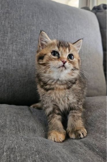 สก็อตติชโฟลด์ แท้ (โคโค่) รูปที่ 7