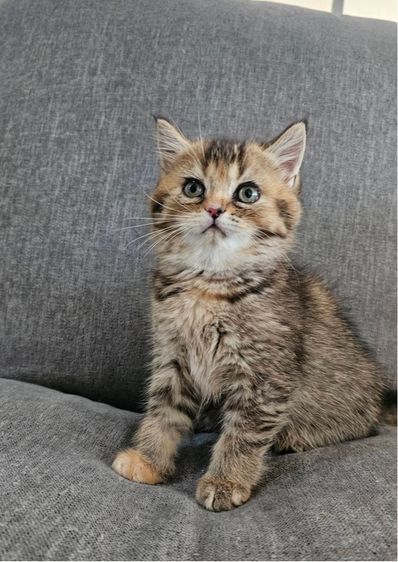 สก็อตติชโฟลด์ แท้ (โคโค่) รูปที่ 4