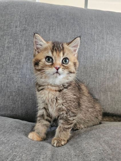 สก็อตติชโฟลด์ แท้ (โคโค่) รูปที่ 2