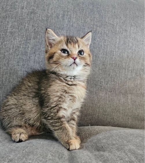 สก็อตติชโฟลด์ แท้ (โคโค่) รูปที่ 9