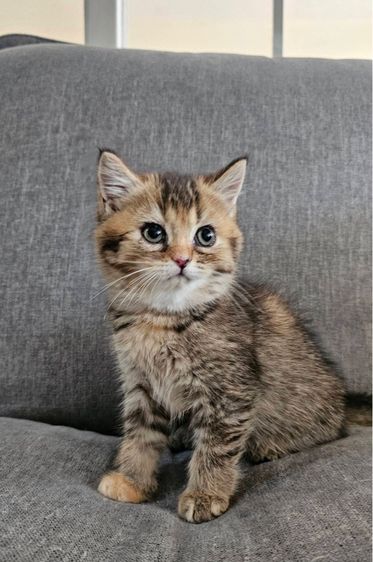 สก็อตติชโฟลด์ แท้ (โคโค่) รูปที่ 6