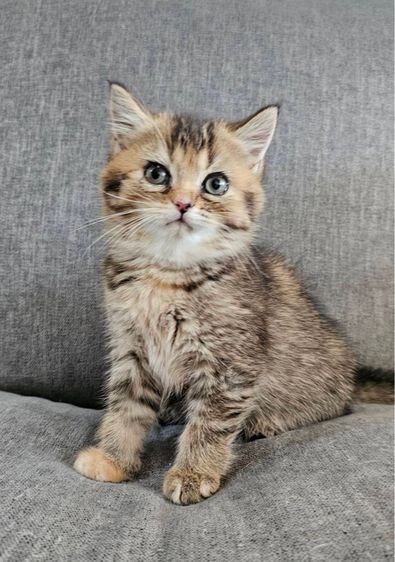 สก็อตติชโฟลด์ แท้ (โคโค่) รูปที่ 5