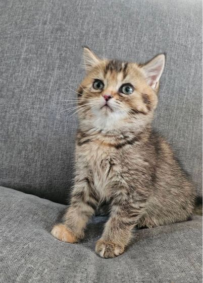 สก็อตติช โฟลด์ (Scottish Fold) สก็อตติชโฟลด์ แท้ (โคโค่)