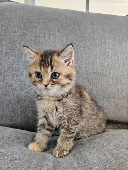 สก็อตติชโฟลด์ แท้ (โคโค่) รูปที่ 3