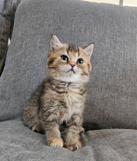 สก็อตติชโฟลด์ แท้ (โคโค่) รูปที่ 10