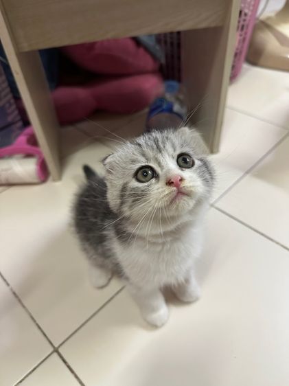 สก็อตติช โฟลด์ (Scottish Fold) ลูกแมวสก๊อตติชแท้