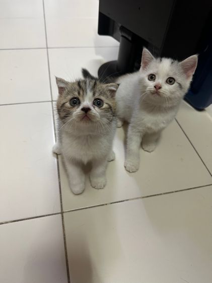 ลูกแมวสก๊อตติชแท้ รูปที่ 2