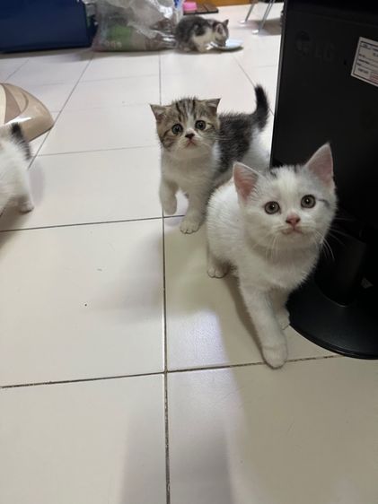 ลูกแมวสก๊อตติชแท้ รูปที่ 3