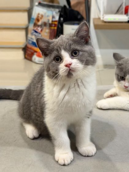 แมวบริติชสายเลือดแชมป์ รูปที่ 4