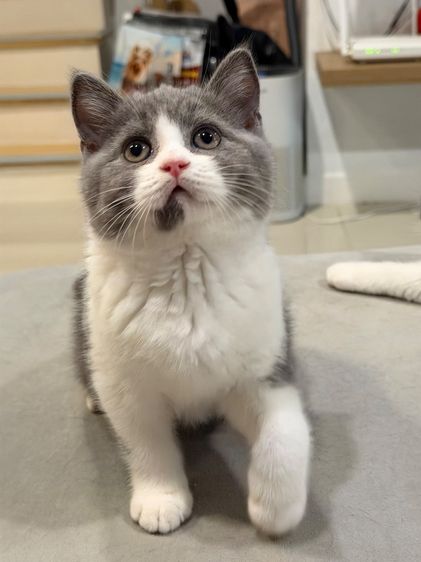 แมวบริติชสายเลือดแชมป์ รูปที่ 6