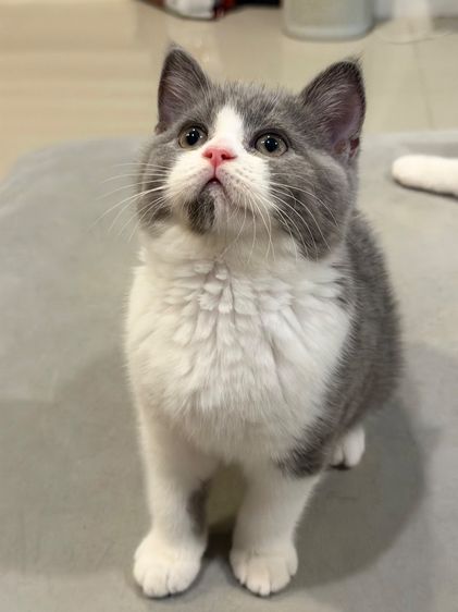 แมวบริติชสายเลือดแชมป์ รูปที่ 2