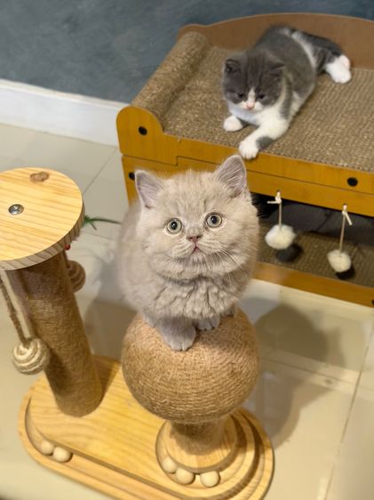 แมวบริติชสายเลือดแชมป์ รูปที่ 4