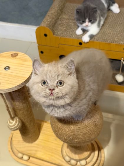 แมวบริติชสายเลือดแชมป์ รูปที่ 2