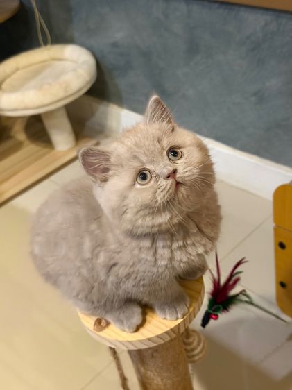 แมวบริติชสายเลือดแชมป์